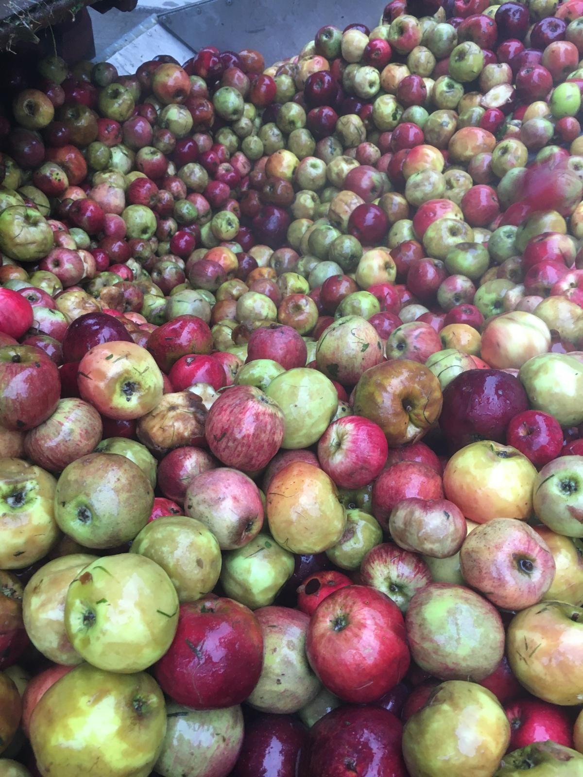 Frische Äpfel